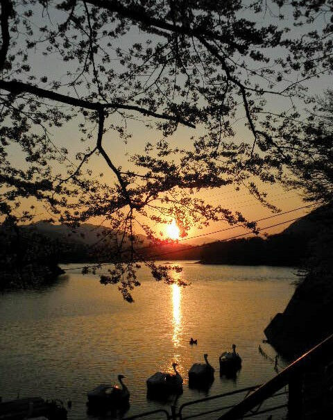 夕日に向かって進む、スワンボート | 新着情報 | 神奈川県相模原の